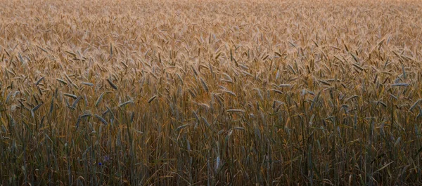 Wheat Field Spikelets Evening Light 2020 — Stock Photo, Image