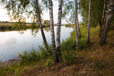 2020 'de gölde ince beyaz huş ağaçları