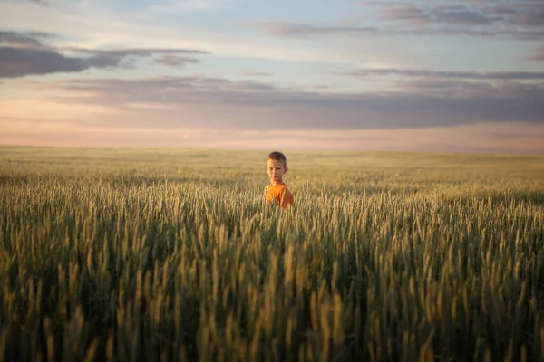 Дитина Пшеничному Полі Заході Сонця 2020 — стокове фото