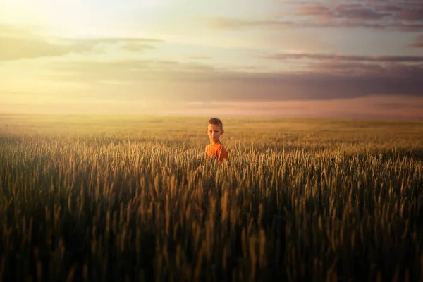 Kind Einem Weizenfeld Bei Sonnenuntergang 2020 — Stockfoto