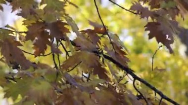 Sonbaharda rüzgarda uçuşan sarı yaprak.