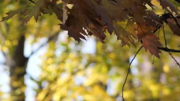Geel blad fladderend in de wind in de herfst — Stockvideo