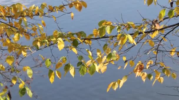 秋の風になびく黄色の葉 — ストック動画