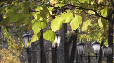 Sonbaharda sarı yapraklar arasında fenerlerin olduğu bir sokak.