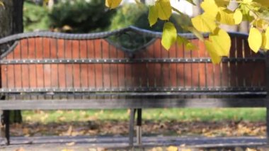 2020 sonbaharında sarı yaprakların arasında parkta rahat bir bank.