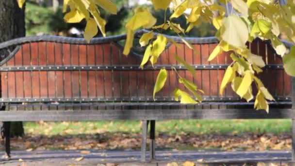 Cozy Bench Park Yellow Foliage Autumn 2020 — Stock Video