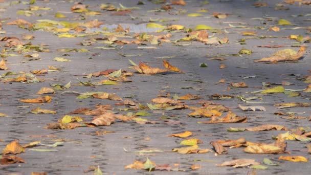 Люди Ходят Дорожкам Покрытым Желтыми Листьями Осенью — стоковое видео