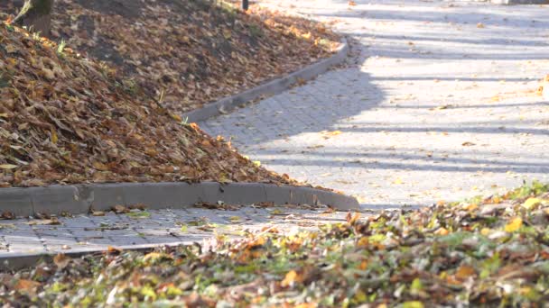 Les Gens Marchent Long Des Sentiers Couverts Feuilles Jaunes Automne — Video