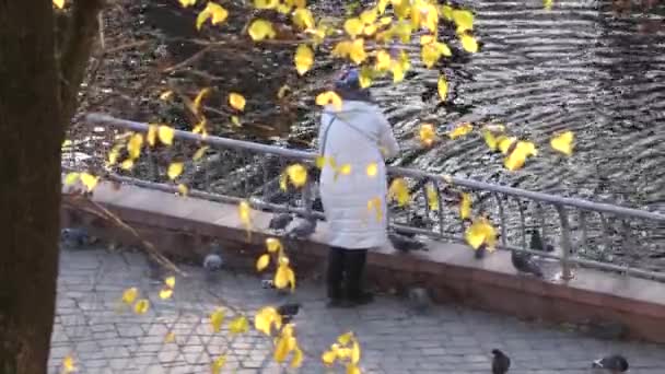 Kvinna Mata Fåglar Vid Dammen Hösten — Stockvideo