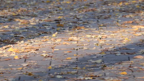 Gente Camina Por Senderos Cubiertos Hojas Amarillas Otoño — Vídeo de stock