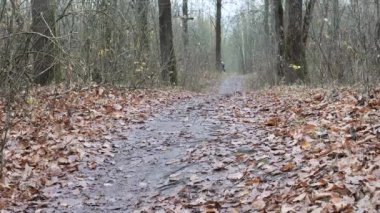 Bisikletçi genç sonbaharda parkta yol alır.
