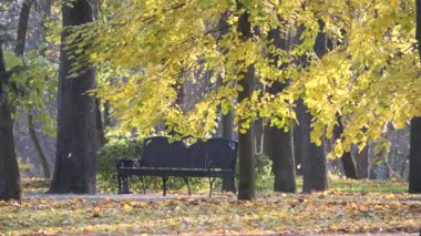 Sonbaharda sarı yaprakların arasında parkta rahat bir bank.