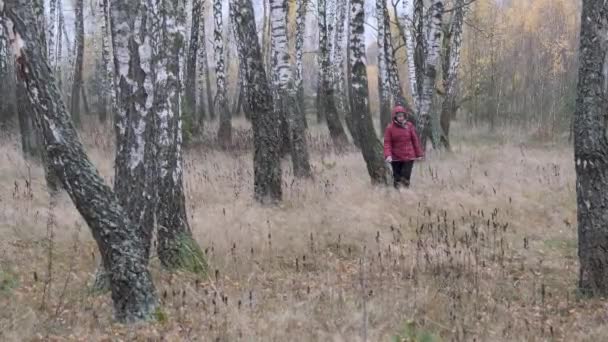 Menina Colhedor Cogumelos Caminha Através Bosque Bétula Outono 2020 — Vídeo de Stock