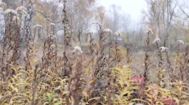 Gençler sonbaharda uzun çalılıklarda saklanırlar.