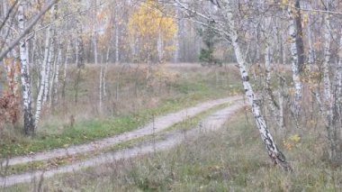 Genç çift sonbahar ormanında yürüyor.
