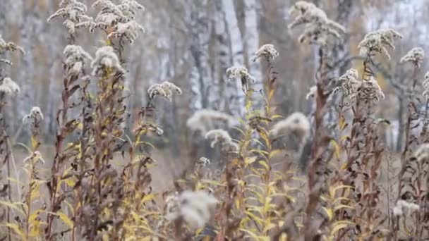 Vicces Tini Disheveled Bozont Félek Magas Bokrok — Stock videók