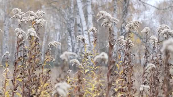 Funny Teen Disheveled Shaggy Scared Tall Bushes — Stock Video