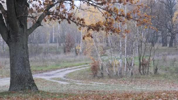 2020年秋の黄色の葉のオークの森 — ストック動画