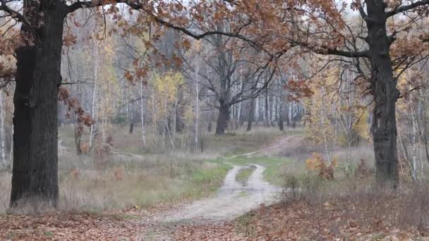 2020年秋の黄色の葉のオークの森 — ストック動画