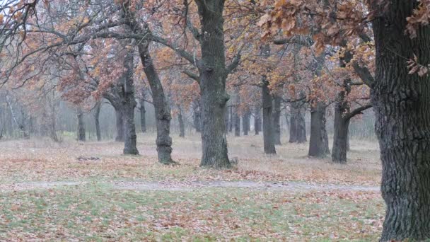 Chênaies Dans Feuillage Jaune Rouge Automne 2020 — Video