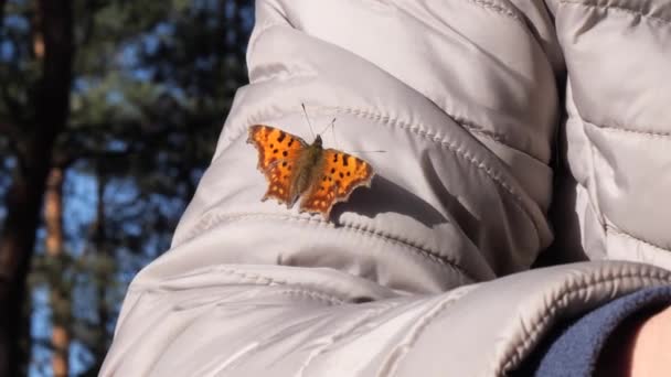 Vlinder netelroos in de stralen van de zon zittend op de hand — Stockvideo