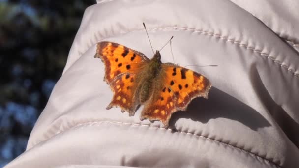 Метелики вулики в променях сонця, що сидять на руці — стокове відео