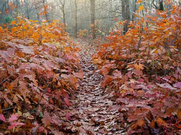 Camino Forestal Cubierto Con Follaje Amarillo Otoño 2020 — Foto de Stock