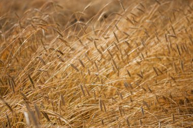 Buğday tarlası hasat için olgunlaşmış kulaklar 2020