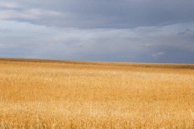 Fırtınalı gökyüzü altında hasat için uygun altın tahıl tarlası 2020