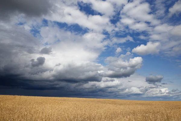 在暴风雨中收获成熟的金色麦田2020年 — 图库照片