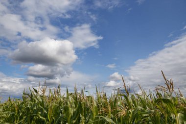 Fırtınalı gökyüzünün altında, bulutlu yeşil mısır tarlası 2020