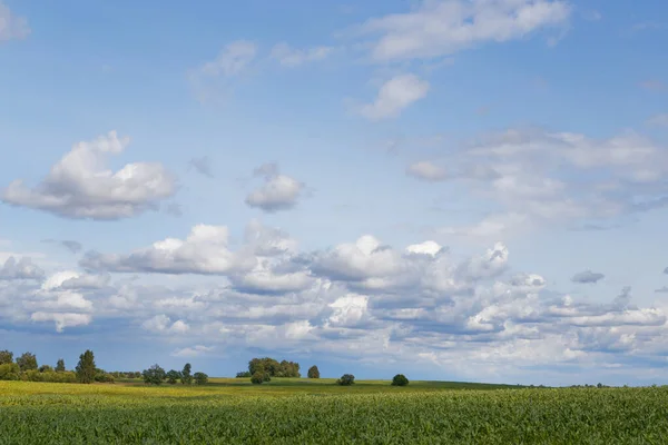 Зелене Кукурудзяне Поле Під Бурхливим Небом Хмарами 2020 — стокове фото