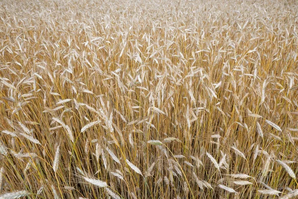 Goldenes Kornfeld Reif Für Die Ernte Unter Stürmischem Himmel 2020 — Stockfoto