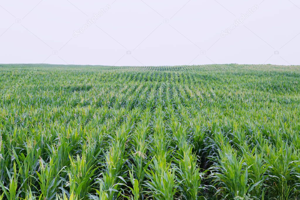 green corn field under stormy sky with clouds 2020