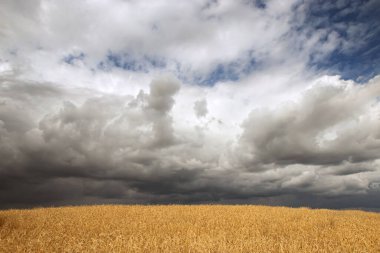 Beyaz Rusya 'nın altın buğday tarlaları