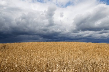 Fırtınalı gökyüzü altında hasat için uygun altın tahıl tarlası 2020