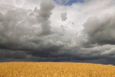 Beyaz Rusya 'nın altın buğday tarlaları