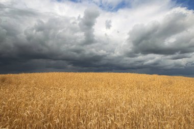 Beyaz Rusya 'nın altın buğday tarlaları