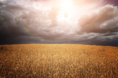 Beyaz Rusya 'nın altın buğday tarlaları