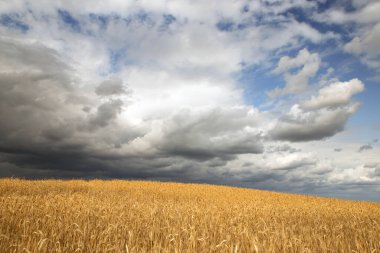 Beyaz Rusya 'nın altın buğday tarlaları