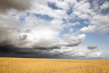 Beyaz Rusya 'nın altın buğday tarlaları
