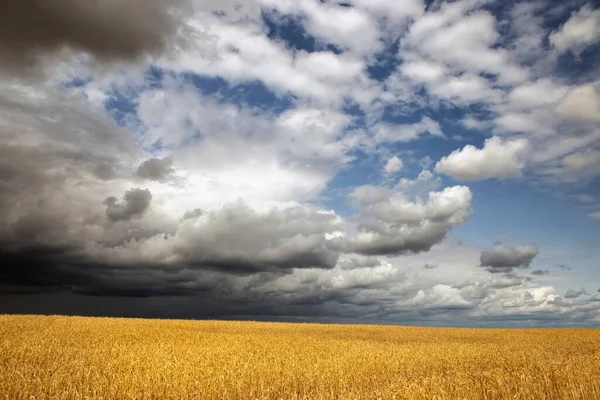 在暴风雨中收获成熟的金色麦田2020年 — 图库照片