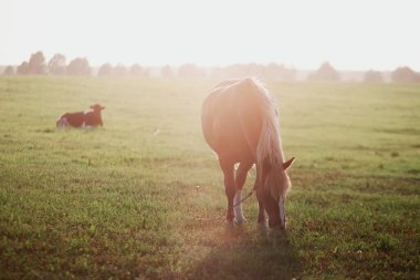 Bay Horse 2020 'de yeşil bir tarlada otluyor.