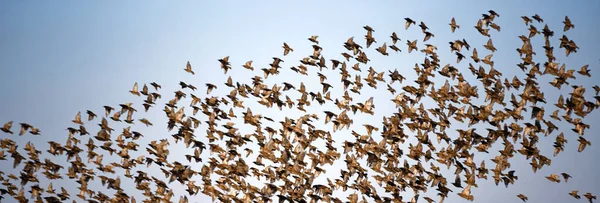 许多小鸟飞越了2020年的田野 — 图库照片