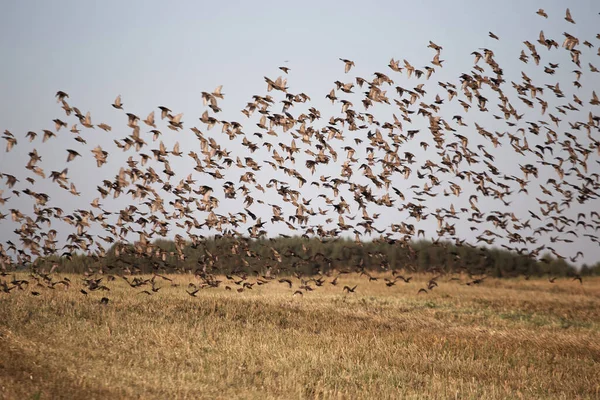 Многие Мелкие Птицы Летают Над Полем 2020 — стоковое фото