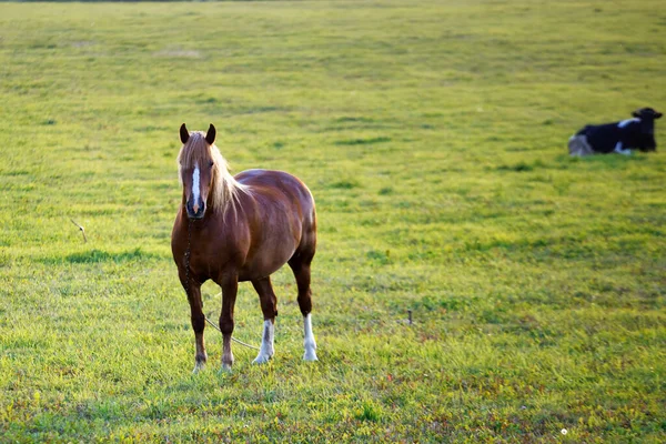 Bay Horse Grazes Green Field Dawn 2020 — стоковое фото