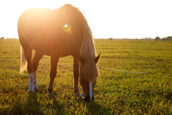 Bay Horse Grazes Green Field Dawn 2020 — стоковое фото