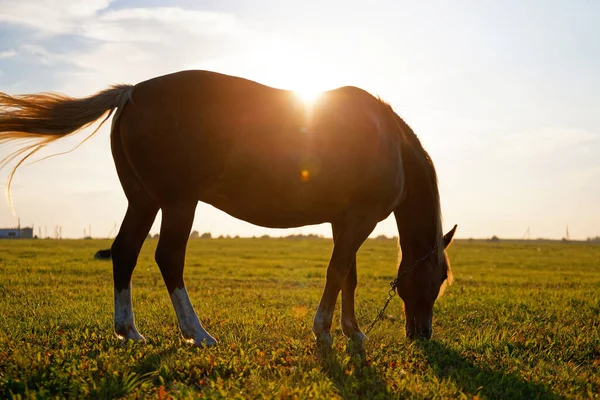 Bay Horse Grazes Green Field Dawn 2020 — стоковое фото