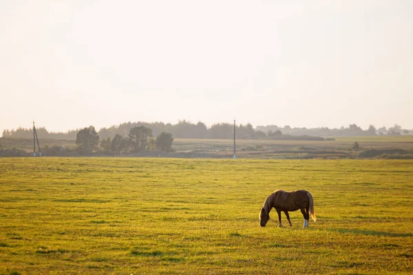 Bay Horse Grazes Green Field Dawn 2020 — стоковое фото