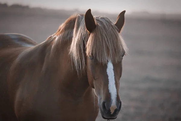 Pâturage Chevaux Baie Sur Portrait Champ Vert 2020 — Photo